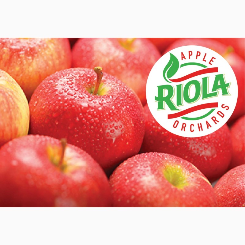 Фото 9. Продам яблоки RIOLA оптом по лучшим ценам. Сорта Фуджи, Гала, Голден Делишес, Гренни Смит