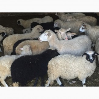 Продам Баранов овец бараны