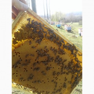 Продам бджолопакети 4рр. 130шт