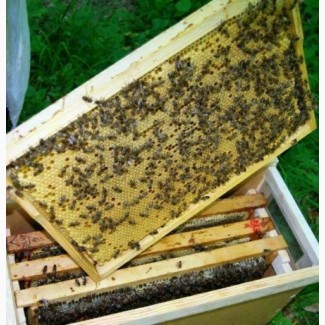 Продам бджоли, бджолопакети