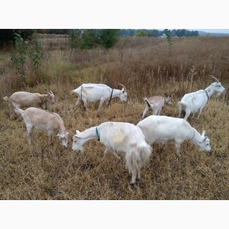 Продам недорого дойные, котные козы и племенного козла молочной породы