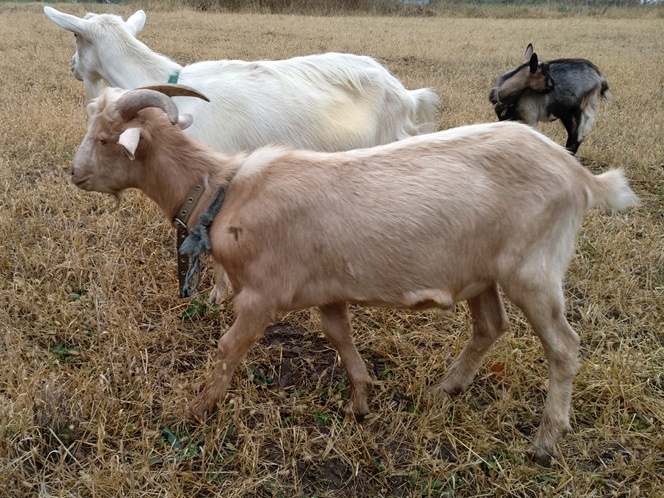Фото 3. Продам недорого дойные, котные козы и племенного козла молочной породы