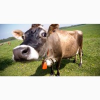 Мясокомбинат закупает коров Быков баранину лошадей в Полтавской обл