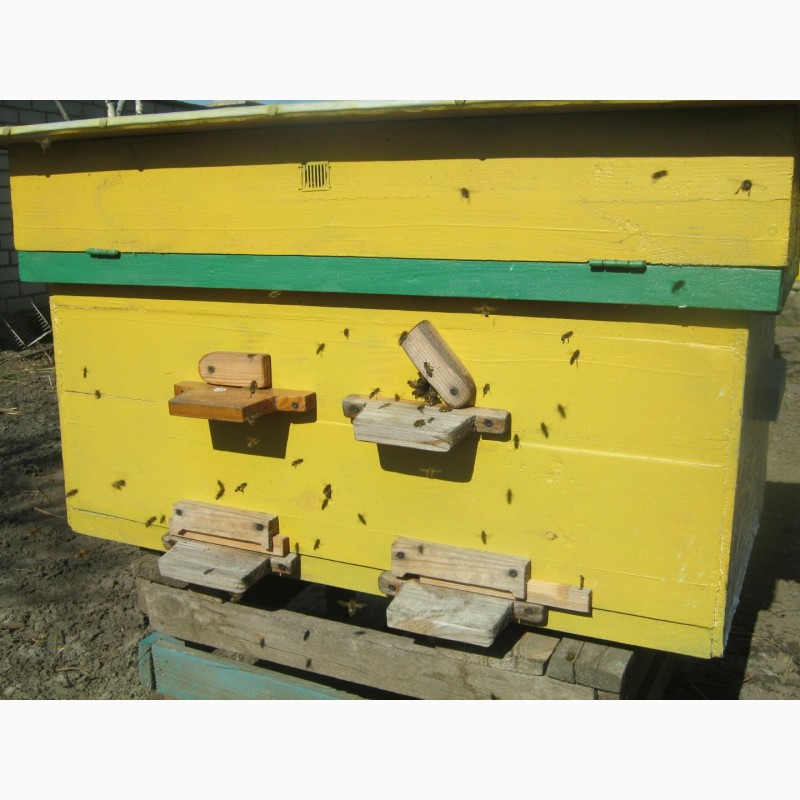 Фото 2. Продам пчел, пчелосемьи, бджоли, бджолосім’ї