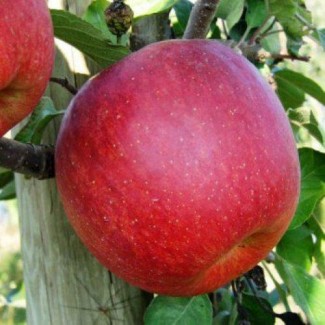 Продаются яблоки разных сортов отличного качества большими объемами. импорт. Киев. регионы