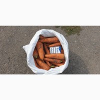 Продам морковь Абако оптом от производителя