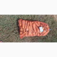 Продам морковь Абако оптом от производителя