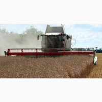 Закупаем пшеницу ячмень кукурузу зерновые культуры