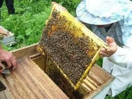 Фото 2. Продам пчелосемьи, пчелопакеты, матки, ульи. Личная пасека