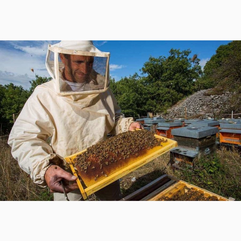 Фото 5. Продам пчелосемьи, пчелопакеты, матки, ульи. Личная пасека