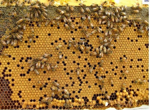 Фото 6. Продам пчелосемьи, пчелопакеты, матки, ульи. Личная пасека