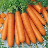 Продам семена моркови Берликум