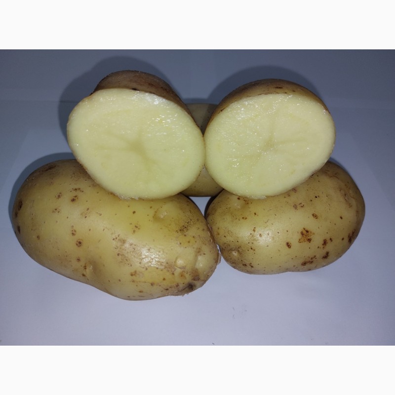 Фото 6. Картопля столова сортова, 20 кг