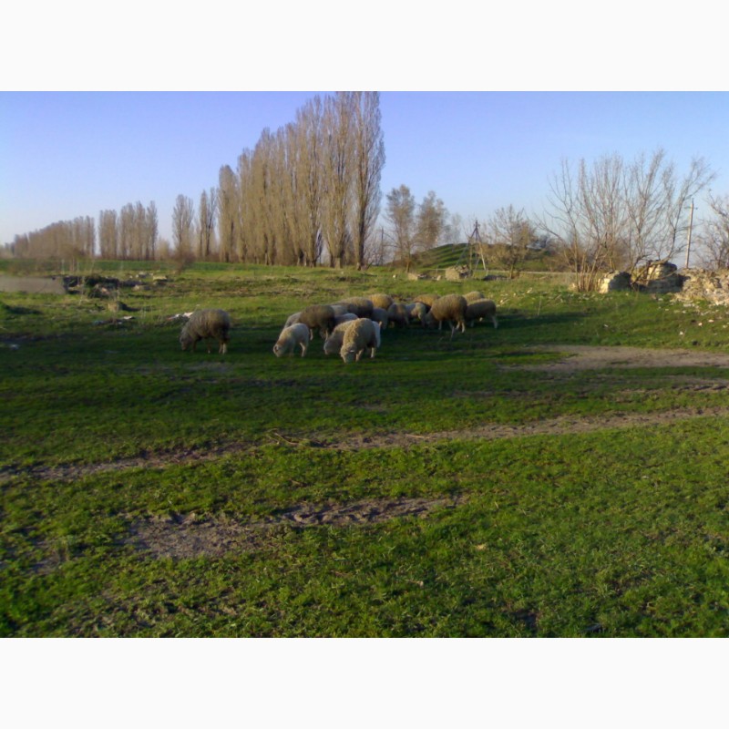 Фото 2. Продам овець.Порода Валійська і Миронівська