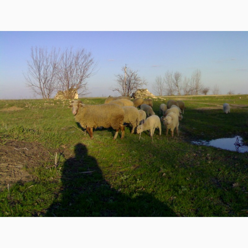 Фото 3. Продам овець.Порода Валійська і Миронівська