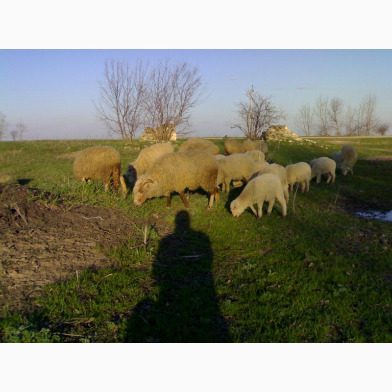Фото 4. Продам овець.Порода Валійська і Миронівська
