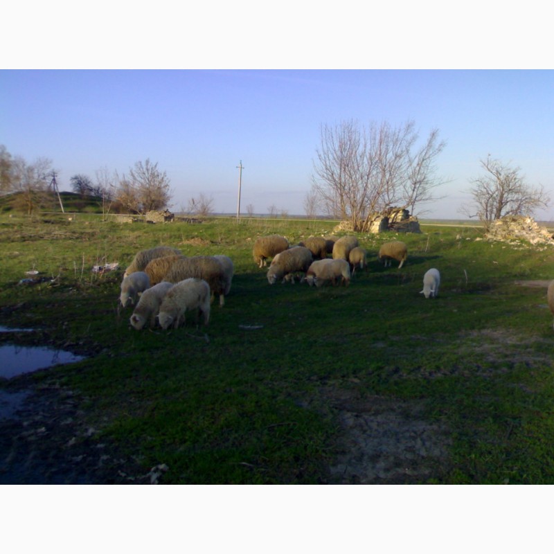 Фото 5. Продам овець.Порода Валійська і Миронівська