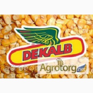 Семена кукурузы Monsanto DK 315