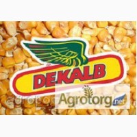 Семена кукурузы Monsanto DK 315