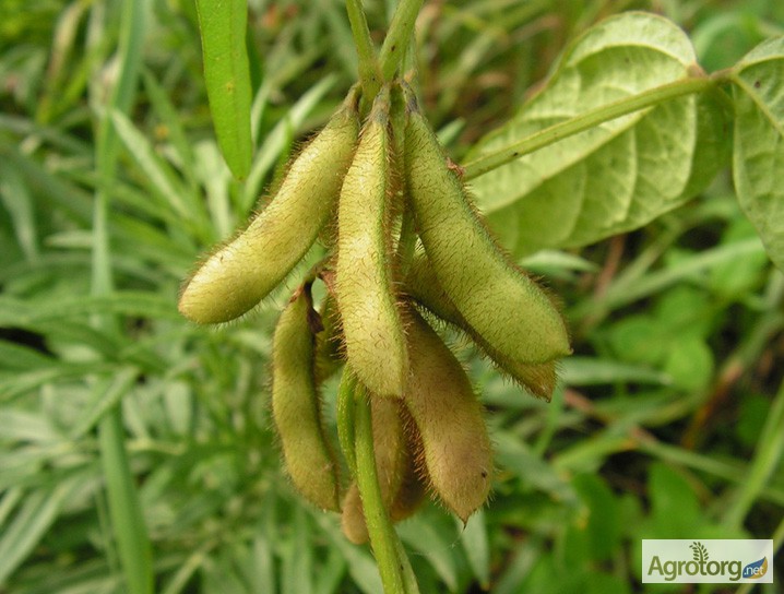 Фото 3. Семена посевной сои сорта Apollo, устойчивого к гербициду