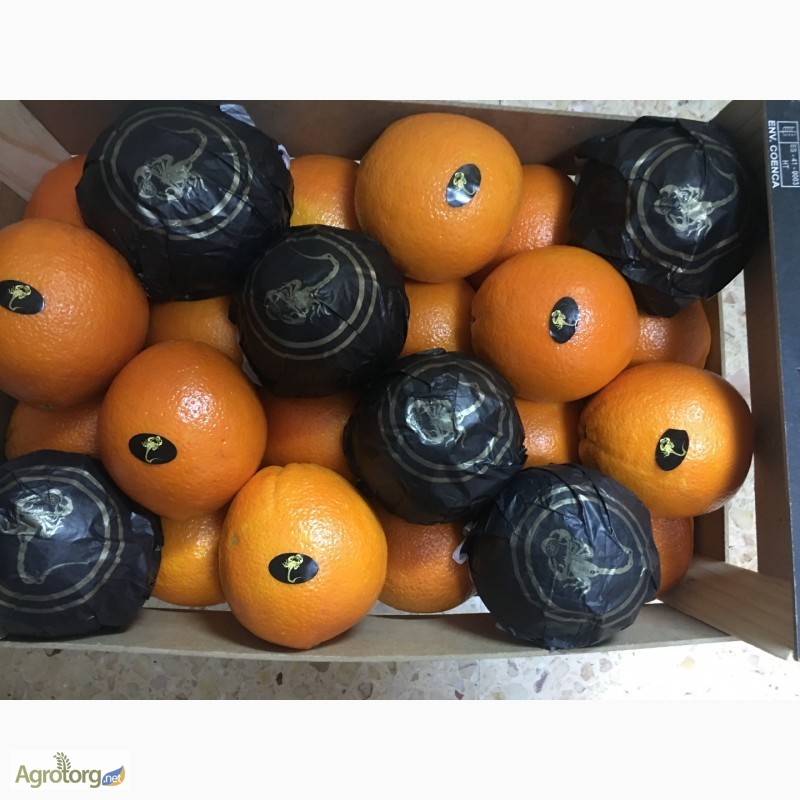 Фото 11. Продаем апельсин из Испании