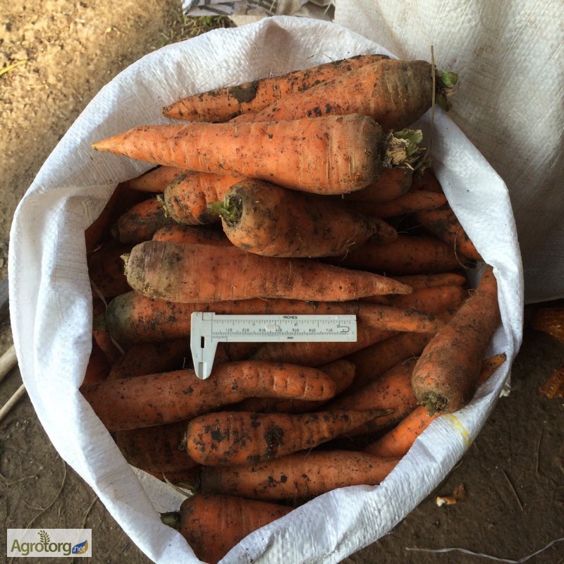Фото 2. Продам морковь от производителя