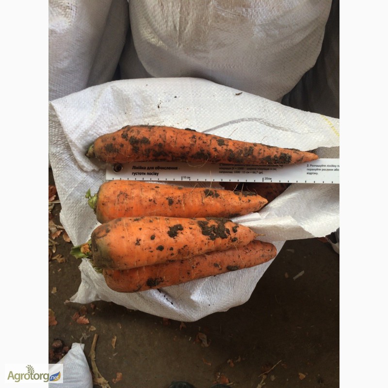 Фото 4. Продам морковь от производителя