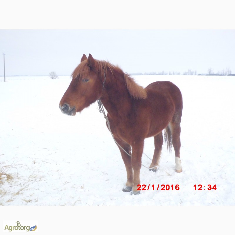 Фото 2. Продам молодую лошадь породы русский тяжеловоз