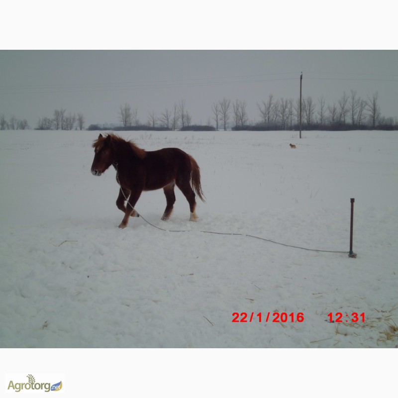 Фото 3. Продам молодую лошадь породы русский тяжеловоз