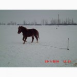 Продам молодую лошадь породы русский тяжеловоз
