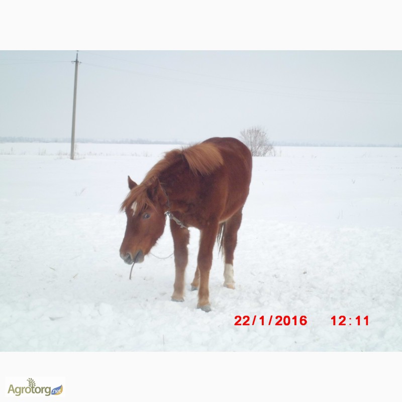 Фото 4. Продам молодую лошадь породы русский тяжеловоз