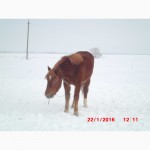 Продам молодую лошадь породы русский тяжеловоз
