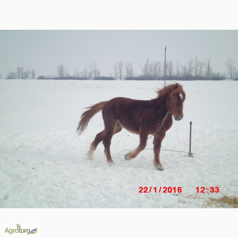 Фото 5. Продам молодую лошадь породы русский тяжеловоз