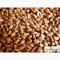 Продам семена озимой пшеницы ОВИДИЙ