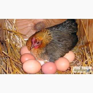 Комбикорм для цыплят, кроссов, кур-несушек в Одессе от производителя