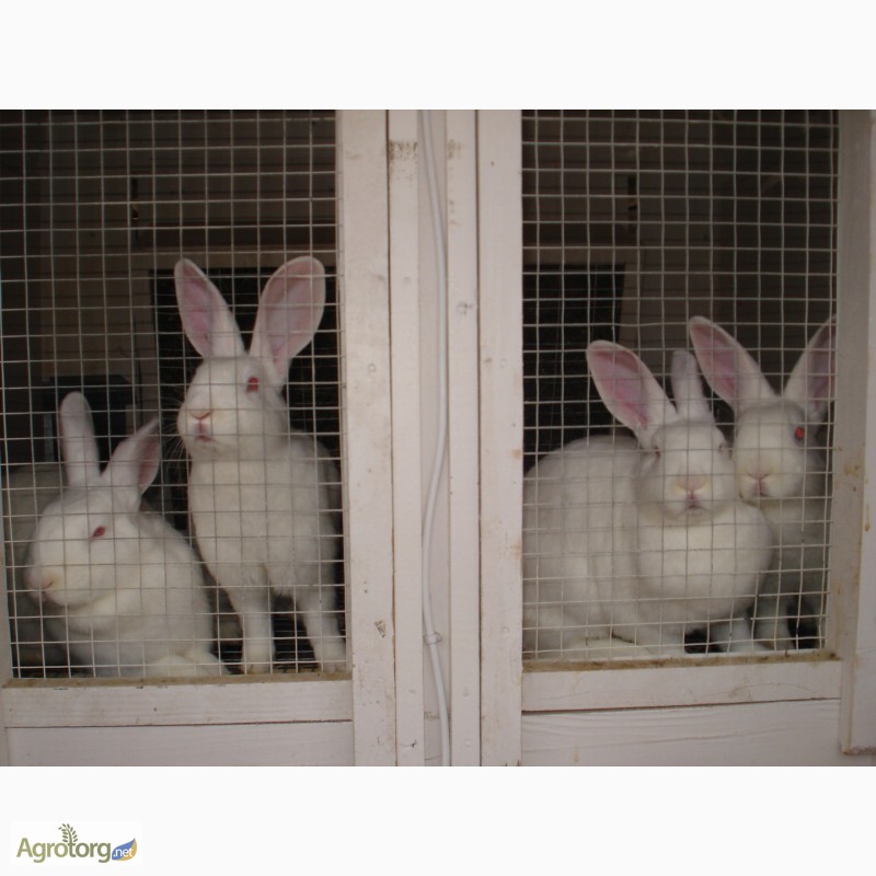 Фото 2. Кролики породы Хилла