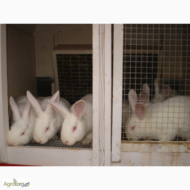 Фото 3. Кролики породы Хилла