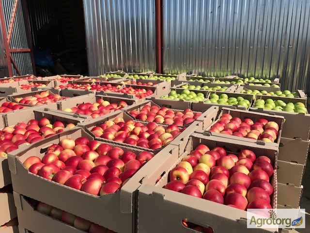 Фото 8. Продаж Яблук Закарпаття врожай 2017