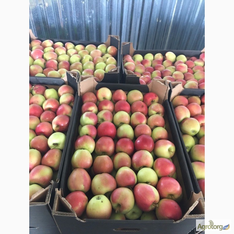 Фото 3. Продаж Яблук Закарпаття врожай 2017