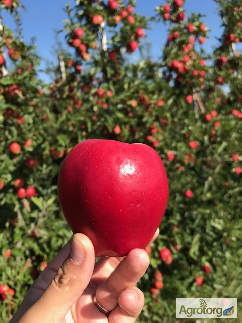 Продаж Яблук Закарпаття врожай 2017