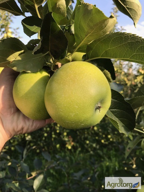 Фото 4. Продаж Яблук Закарпаття врожай 2017