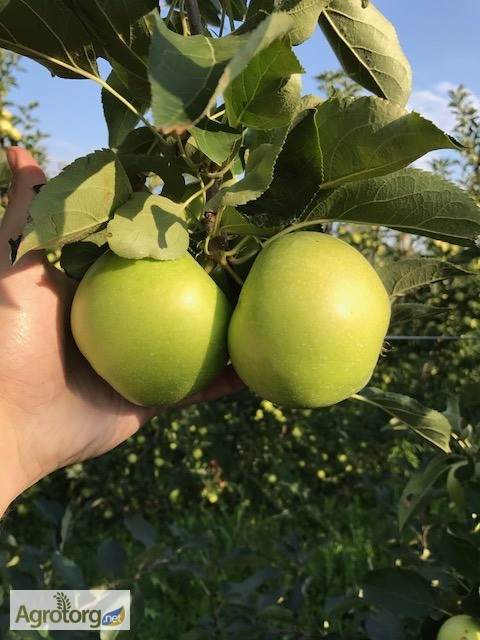 Фото 5. Продаж Яблук Закарпаття врожай 2017