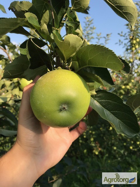 Фото 6. Продаж Яблук Закарпаття врожай 2017
