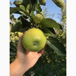 Продаж Яблук Закарпаття врожай 2017