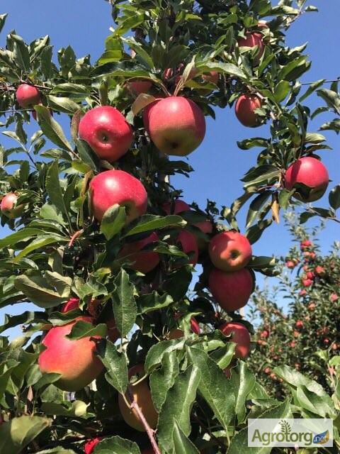 Фото 7. Продаж Яблук Закарпаття врожай 2017