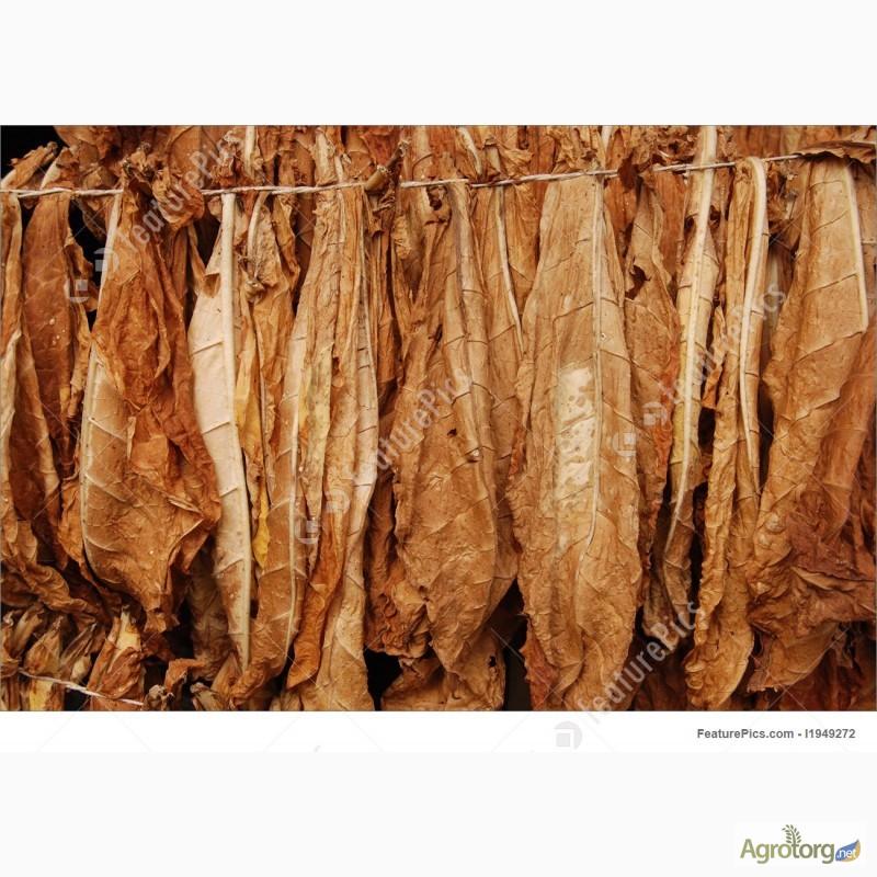  листя тютюну - сухе, а також свіжозірване — Agrotorg