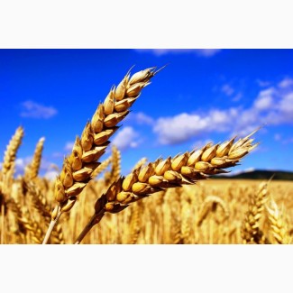 На постоянной основе закупаем пшеницу, дорого