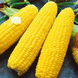 Кукуруза фураж на экспорт