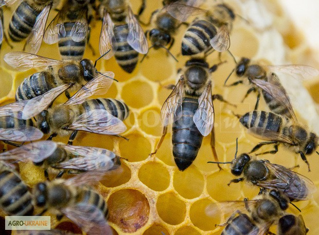 Продам бджоломатки Карпатка тип Вучківський