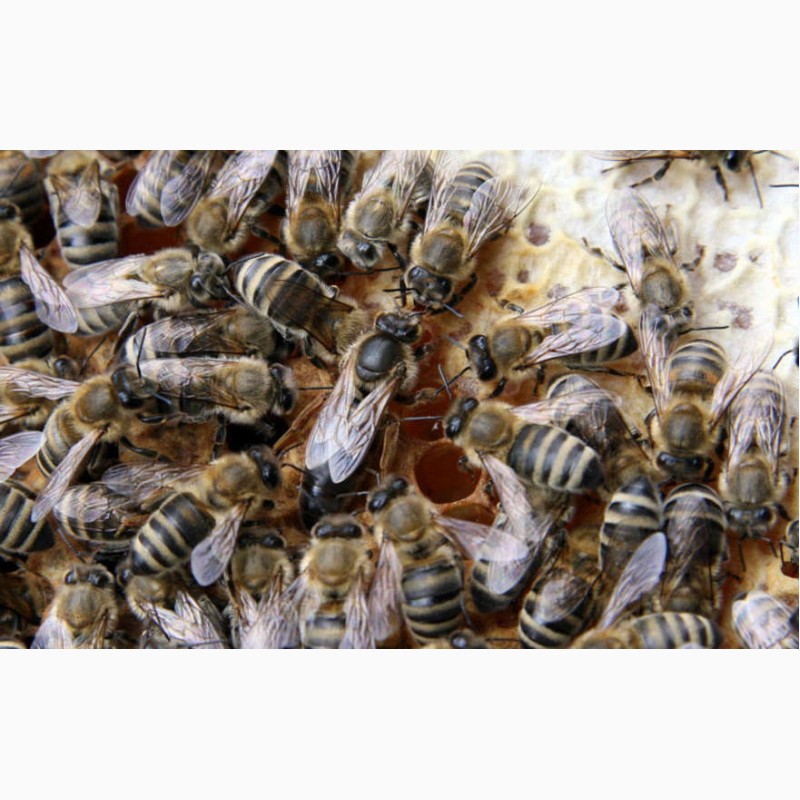 Фото 2. Продам бджоломатки Карпатка тип Вучківський
